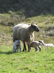 SX12835 Two little lambs drinking.jpg